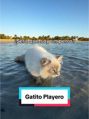 ¿Soy un perro? ¿O solo soy un florida cat? 😻 #miamicat #beachcat #siberiancatsoftiktok 