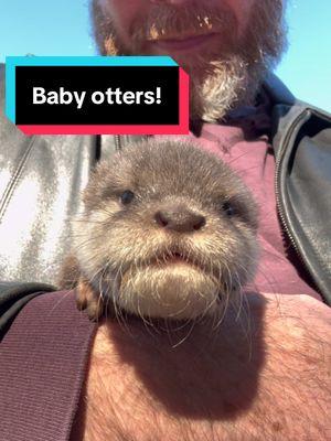 Amazing otter experience at Extreme Exotics wildlife foundarion in St. Augustine FL. They rescue exotic pets and rehabilitate them here and many are released into the wild and they all have a great life here. The baby otters were so cute! #otters #wildlife #wildliferescue #otter #babyotter #bigcats #cats #rescue 