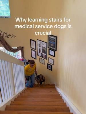 Learning to navigate stairs is a vital skill in their training. Here’s why: 🔹 Accessibility: Stairs are everywhere—in homes, workplaces, and public spaces. Service dogs must confidently and safely navigate them to support their handlers. 🔹 Emergency Situations: In emergencies, a service dog may need to guide their handler up or down stairs to safety, even in unfamiliar environments. 🔹 Physical Support: For individuals with mobility challenges, service dogs can provide stability while ascending or descending stairs. At Guardian Angels Medical Service Dogs, we focus on building skills that empower our recipients to regain independence. Mastering stairs is just one of the many ways our dogs help change lives! #ServiceDogsInAction #TrainingWithPurpose #IndependenceRestored #GuardianAngelsMedicalServiceDogs #puppydogs #petdogs #puppies #puppiesoftiktok #puppiesonly #puppiesofinstagram #puppytiktok #puppycheck #puppylife #puppytok #puppytraining #puppydogeyes #cutedog #gsd #gspuppy #germanshepard #germanshepardsoftiktok #germanshepards #DogTraining #puppytips #servicedog #servicedogsoftiktok #fyp #fypage #viraltiktok #puppytreats #fyppppppppppppppppppppppp #fypシ゚viral 