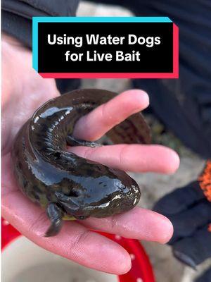 What in the world are Water Dogs 😂 #aliens #waterdog #salamander #livebait #bigbait #catfishing #westforktrinityriver #fortworth  @jigginjer 