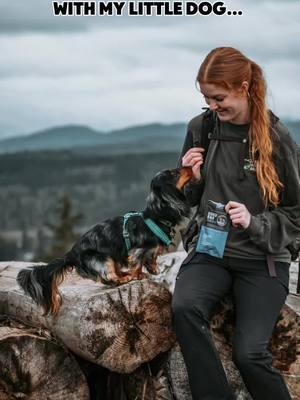 Little dog fuel @RyokenInstinct #ryokeninstinct #dogshiking #littledog #smalldogshiketoo #dogsoftiktok #seattledogs #hikingwithdogs #dachshund #minidachshund 