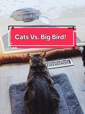 Funny Cat Videos! Cats vs. BIG bird!  #catvideo #catvideos #cats #catlovers #catsoftikok #cats #creatorsearchinsights 