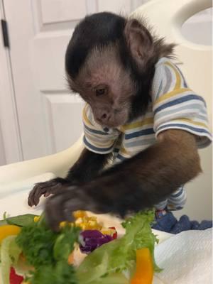 Yummy breakfast😋 #oliverlincoln #goodmorning #breakfasttime #capuchin #monkey #monkeysoftiktok 