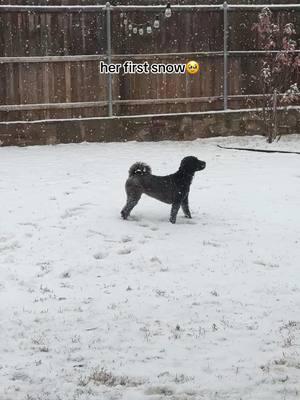 texas pups don’t usually get this. i wish i could make the audio longer bc the rest of the vid is so cute🥺 #puppysfirstsnow #dogsfirstsnowfall #texassnow 