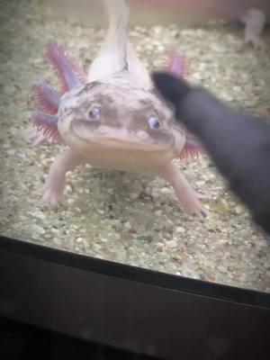 Cute Axolotl #axolotl #axolotllove #axolotlsoftiktok #axolotls #salamander #axolotlbabies