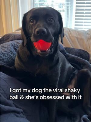 I got my dog the viral shaky ball and she looooves it🤣😆   #dogsoftiktok #puppiesoftiktok   ##talesofalabpuppy #labradorretriever #blacklab #englishlab #englishlabrador #blacklabrador #doggo #puppy #puppies #dogs #labradorpuppy #funnydog #funny #cute #cutedog #blacklabsoftheday #blacklabsquad #instalabfam #dogsofinstagram #funny #cute #funnydog #cutedog 