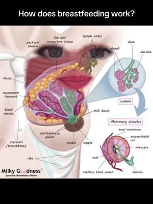 How breastfeeding works 🤱 Breastfeeding is all about supply and demand! 🤱 The more often a baby nurses or milk is removed, the more signals your body gets to produce milk. This process is regulated by prolactin, the milk making hormone and oxytocin, the “love hormone”, which triggers the letdown reflex, releasing milk to your baby and creating a sense of calm and connection. It’s also the reason for that famous breastfeeding thirst 💦.  Frequent nursing, skin- to- skin contact, and responding to your baby’s cues help keep this system running smoothly. Your body is designed to adapt to your baby’s needs- the more milk removed, the more your body makes!  #breastfeedingeducation #supplyanddemand #oxytocin #milkproduction #breastfeedingsupport #newmomtips #lovehormone #breastfeedingjourney #exclusivelypumping #fyp 