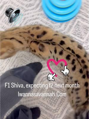 F1 Shiva is so sweet and beautiful💕. I’m so excited for her f2 babies next month. This will be her first litter. Dm me to get on my waitlist.  . . #Iwannasavannah  #f2savannah #catlife #f1savannah  #savannahcat  #dailykitten #savannahkitten #catoftheday #catlove #kittenlove #savannahcatlover  #catsoftheworld  #themeowlife #petoftheday #trending  #bigcats #playfulcats #kittylove #coolcat #exoticcats  #luxurylife #ilovemycat #luxurycat  #catlovers 