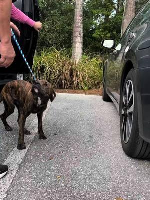 Tigger is a 7-month-old Mixed Breed who was found abandoned, tied to a stop sign in Miami, left to fend for himself. But his story doesn’t end there—thanks to a kind man who stepped in just in time, Tigger is now safe. ❤️ Sadly, Tigger’s story is one of many. Across the United States, dogs are being abandoned at an alarming rate, left to face the streets alone. At Big Dog Ranch Rescue, we’re working tirelessly to save these innocent lives, but we can’t do it without your help. 🌟 When you donate to our Miracle Fund, you’re not just helping one dog—you’re helping make miracles happen every single day. Your support keeps our rescue mission going, giving dogs like Tigger the second chance they deserve. 🐾 💙Donate: www.BDRR.org/miracle-fund 🐶Lifesaving Member: www.BDRR.org/lifesaver 🐾 Adopt: www.BDRR.org/adopt 💲Venmo: @bigdogranchrescue 💰CashApp: @bigdogranchrescue 💵Zelle: finance@bdrr.org #bdrr #bigdogranchrescue #dogrescue #rescuedog #AdoptDontShop #adoptadog #foreverhome #MiracleDog #DogRescue #LifeSavingCare #SupportRescue #MiracleFund #DogRecovery #DogsOfInstagram #RescueDogsRock #BddrMiracleFund #HelpDogs #EveryDogDeservesAChance #MiracleInTheMaking