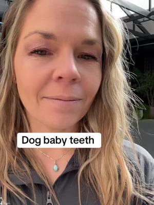 #creatorsearchinsights dog baby teeth. Dental care is a HUGELY overlooked aspect of being a puppy pawrent. Make it easy on yourself and grab the new chews in my bio! #puppyteeth #doghealth #dogteeth #newpuppy #newpuppyparents #betterpuppybetterfamily 