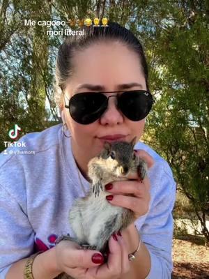 #🐿️🐿️ #amo los#viraltiktok #losanimalesmeimportan y mucho ardilla 🐿️ mi mejor mascota #videos #videos #virales #viralvideo ##si quieres un animal loco búscate una ardilla 🐿️ #videos #viraltiktok #ardillaslocas #bendiciones para todos bonito día 😘😘#videos #viraltiktok #undiaenmivida #viral_video #videostar #meimportanlosanimales #