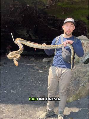 Pythons x caves in Bali 😳 #snakes #bali #indonesia🇮🇩 #animals #ular #reptile #critter #cave #foryou #fypシ 