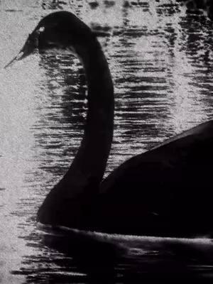 solus #fyp #edit #swan #animals #trending #wixvfx #aesthetic 