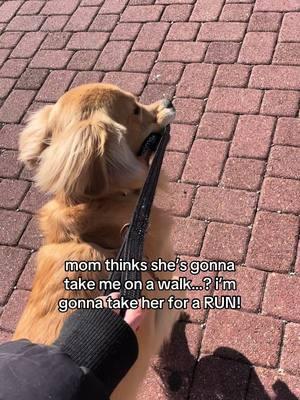 who’s walking who here??🤨 #goldenretriever #goldenretrieverlife #dogtok #dogsoftiktok #goldenretrieverpuppy #dogmom #teenagedog #cutegoldenretriever #florida #rosemarybeach #30a 