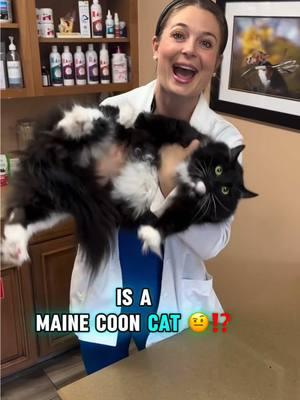 🐱 👇 IS HE A MAINE COON CAT? #mainecoon #mainecooncat #cats #catsoftiktok #catcrazy #catsofig #catslover #cat #catmom #catdad #blackamdwhitelonghaircat #longhaircat #longhaircats #blackcat #tuxedocat #tuxedo #kitten #kittensoftiktok #catoftheday #veterinarian #floridaveterinarian #miamiveterinarian #bocaraton #pets #animals #drlindsaybutzer