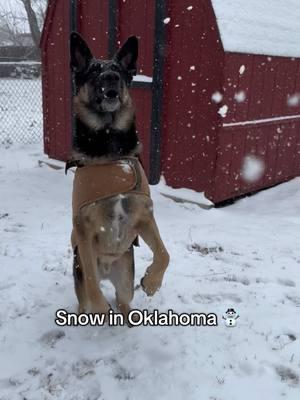 It’s so fun to have snow for Kylo to play in, but it breaks my heart for everyone dealing with the fires in California 💔💔💔 #oklahoma #moore #snow #dogsoftiktok #germanshepherd #gsd #kylo 