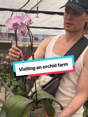 This place was so cool  #orchids #flowers #houseplants 