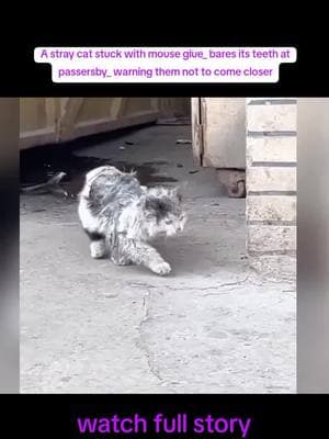 A stray cat stuck with mouse glue_ bares its teeth at passersby_ warning them not to come closer#500k #dog #dogreccue #resecuedog #fyp 