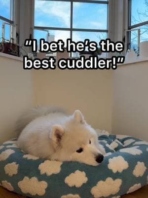 Comment if your dog loves to cuddle or not 😅 #viral #dogs #dogsoftiktok #relatable #samoyed #funnyvideo 