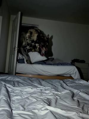 Wyd if you came home to this on your bed?  #cryptid #skinwalker #werewolf #weirdpets #strangepets #creepybutcute #nightmarefuel #terror 