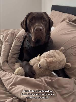 I don’t make the rules 💅🏼💅🏼 #PetsOfTikTok #labpuppy #labradorretriever #fyp #viral #chocolatelab #1min #longervideos #puppylove #huntingdog #spoiled 