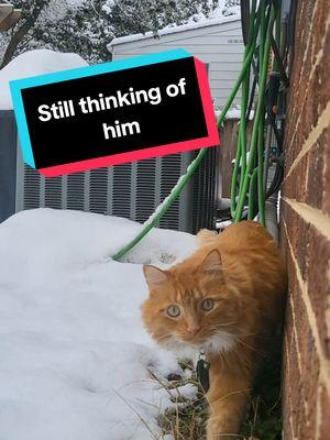 #Snowman #SnowCat #catgrief 