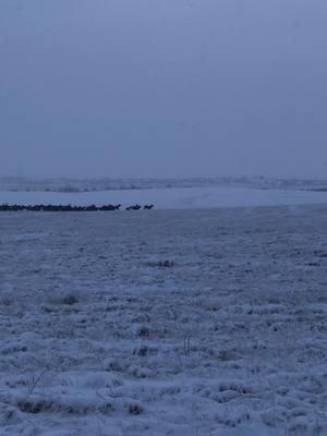 Finally had a beautiful snow ❄️ #fyp #fypシ #snow #Outdoors #elk #bullelk 