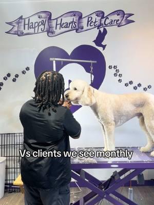 We strive to educate pet owners on the importance of keeping your fur babies on a grooming schedule. Matting is extremely painful for dogs and it is 100% preventable. Keep them on a monthly schedule to better avoid shave downs 💜 • Purchase our ‘How to maintain a healthy coat’ book, via the link in our bio 💜✨ • • • • • #atlantadoggroomer #matteddog #matteddogmakeover #atlantagroomer #doggroomer #groomer #groomersoftiktok #petparent #petparentsoftiktok 