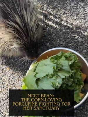 Today, we're thrilled to share with you Bean, our adorable corn-loving porcupine. Join us as Ashley shares Bean's story and the journey that brought her to us. Bean arrived at our center after a misunderstanding from human handling. Porcupines are often misunderstood due to their sharp quills, which they use as a defense mechanism to protect themselves. Additionally, they can release a strong odor when threatened. These unique traits are vital for their survival, not something to be punished for. At our sanctuary, we strive to provide a safe and loving environment for Bean and other animals who have faced similar challenges. Every like, share, and comment on our posts helps us keep our doors open and raise awareness about the importance of wildlife rescue. Bean, with her quirky personality and love for corn, is not just a resident; she's a symbol of why we fight so hard to protect these incredible creatures. Join us in supporting Bean and her friends by visiting the link in our bio. Together, we can make a difference and ensure a brighter future for wildlife everywhere. Stay tuned for more delightful updates from Bean and her friends at the center! 🦔✨ #Porcupine #animallovers  #WildlifeRescue #rescuecenter #animalsanctuary #JoinTheFight #CornLover