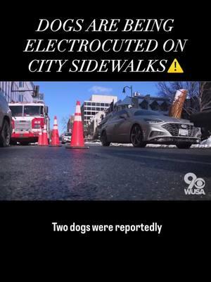 On Monday, two dogs were electrocuted on a Washington, DC sidewalk. A few months ago we shared similar stories of the same fate happening to dogs here in NYC. Reading through the comments it became clear that this is not that uncommon - many dog owners have experienced stray voltage firsthand. Usually the shocks are not strong enough to be fatal, but it’s not a risk I am willing to take. We live in NYC and stray voltage has been found on our street and near our local dog park. We help protect Winston with his Air Pup dog shoes and boots on all our city walks due to all the dangers - broken glass, hot pavement, ice salt, needles, chemicals, fecal bacteria, etc. - it’s crazy that stray voltage can be added to this list. We tested Winston’s Air Pups with stray voltage in a reel posted on 8/31. We cannot speak for all brands of dog shoes, but the electrical current did not pass through Air Pup dog shoes due to the rubber sole.  Unfortunately there is no easy fix for stray voltage. There are cases going back decades where both people and pets have been fatally shocked. When stray voltage is found it is fixed but the problem is our pets may find it before the electrical companies do.  . . . #airpup #dogshoes #dogboots #citydog #psa #dogsofwashingtondc 