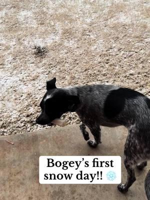 #blueheeler #blueheelersoftiktok #blueheelerpuppy #blueheelers #snowdays #firstsnow #firstsnowfall 