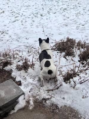 Day 2 of trying to keep the geese off the lawn #mrpickles #frenchiesoftiktok #goose #river #swansoftiktok #porchgoose #queenbjeep 