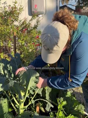 It is important to harvest broccoli at the right time, when the flower buds are compact and unopened. Once the plant starts producing yellow flowers, that is your signal that it is entering seed production mode. The yellow flowers are edible and quite delicious (slightly sweet in the beginning, then peppery) but we prefer to eat our broccoli in its truest form! Drop your broccoli growing questions in the comments!  . . . #harvest #gardenharvest #broccoli #vegetablegarden #edibleplants #gardener #organicgardening #veggies #mygarden #vegetables #gardening #backyardgarden #zonegarden #growfood #homegrownfood #inmygarden #wintergarden #californiagarden #gardentok 