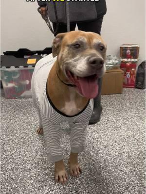 #pjs #snuggle #cozy #warm #staywarm #cute #dog #dogs #shelterdogs #fitcheck 