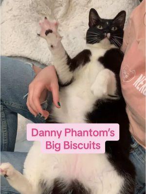 Replying to @Lode Danny Phanto be flopping on his kitty caretakers’ laps to make the best darn biscuits this air has ever seen 🥹 #nekocatcafe #catcafe #seattle #seattlewashington #cafecat #bellingham #bellinghamwa #neko #silly #cats #biscuits #makingbiscuits #cattok #catsoftiktok #pnw #washingtonstate #tuxedocat 