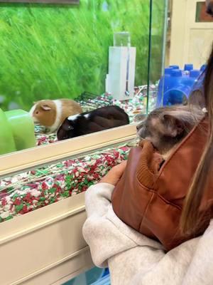 Bibble meets guinea pigs #animals #wholesome #petstore #cats #bibbleandnori #fyp