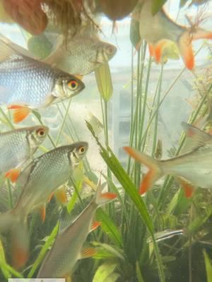 What's below our Red Root Floaters? Tinfoil Barbs, Tilapia, Silver Dollars, and Golden Dojo Loaches! Check out the ultimate floating plant! Shop Now! TANK ON!  #aquarium #aquariums #aquascape #aquascaping #aquariumplants #scape #fishtank #freshwateraquarium #plants #plantlife #planted #plantedtank #plantedaquarium #aquascape #aquaticplants