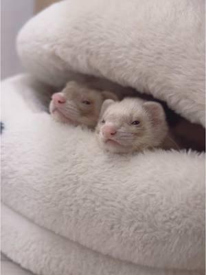 My babies 🥺🫶🏽 #ferret #ferrettok #cuteanimals #huron #pets #hyunjin #ferretvideos 