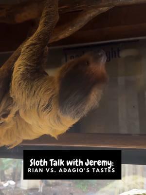 Join Jeremy today as he delves into the fascinating world of two-toed sloths! From their unique mating habits to their surprising omnivore diets, there's so much to learn about these incredible creatures. Discover the contrasting tastes of our sloth duo: Rian's love for sweets and Adagio's preference for savory treats. 🦥❤️ Sloths may be slow, but their charm and personality are anything but! Support our mission to care for these amazing animals by engaging with our posts and visiting the link in our bio for more ways to help. Stay tuned for more sloth-tastic updates! 🌿✨ #Sloth #WildlifeRescue #Rian #Adagio #rescuecenter #educational #updates #followalong #JoinTheJourney