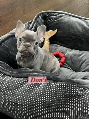 #CapCut #frenchie #frenchbulldog #lilacfrenchie #fy #puppy #puppytiktok #mybaby #fyp #indiana 