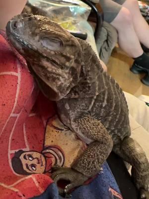 Ash taking a short nap while he waits for his mama to come visit. I’m pet sitting for him and his sister Bella. #rhinoiguana #babyiguana #cyclura #iguanas #iguanasoftiktok 