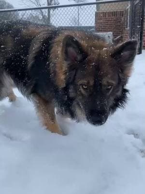 Zeus is loving the snow 😂 #fyp #viral #bud #oklahoma #foryourpage #godscountry #dog #pup #pet 