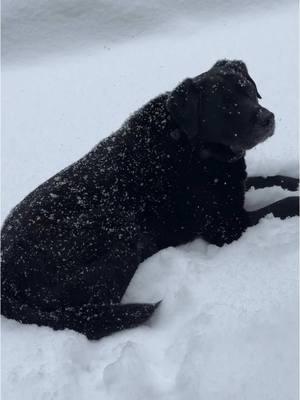 Maybe not?? #pets #toocold #PetsOfTikTok #lablife 