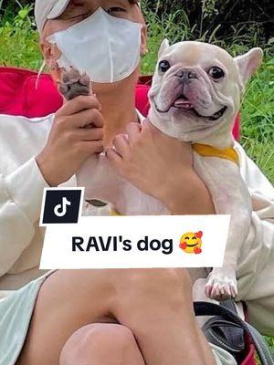 Deongie has my heart! 💜 #RAVI #ravithecrackkidz #VIXXRAVI #라비 #dogsoftiktok #aegyo #GROOVL1N #THEL1VE #koreanrapper #fypシ 