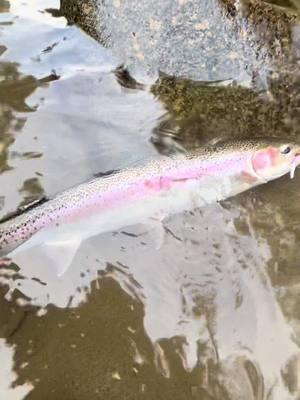 Insane day steelheading                 #steelhead #steelheadfishing #pnwfishing #pnw #trout #troutfishing #bigfish #fishtok #fishing #flyfishing 