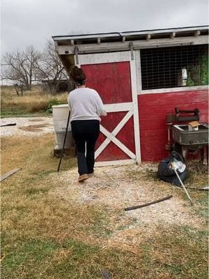 I don't really see myself as a homesteader because we're not self sufficient on our land but I feel as if the definition has changed for the esthetic on social media. But my goal for 2025 is to because more self sufficient and learn how to "homestead" because I have a weird feeling about 2025.  #chickens #chicken #chickencoop #coop #chickenowner #mom #mama #momofboys #homestead #homesteader #homesteading #chickenwaterer #wife #ranching #momof3 #agriculture #homeschool #homeschooling 