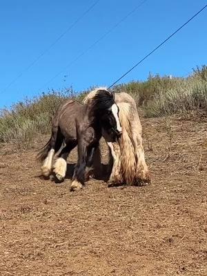 #keepgoing #keepingactive #nevergiveup #strong #stallions #gypsycob #grulla #silverdapple #sabino #mysticroserealms #horseplay 