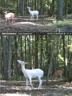 A Moultrie cell cam video that made us do a double take! 👀 Have you seen an albino deer on your trail camera before? 📸: The Breaking Point  #moultrie #hunting #huntingtiktok 