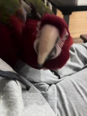 #Meme #MemeCut #memenatal #dangerous #dangerousanimal #macaw #parrot #enzothemacaw #exoticpets 