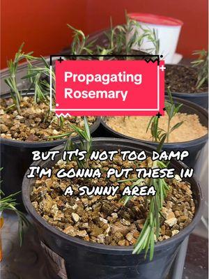 Any advice on propagating Rosemary? #R#RosemaryP#PropagationS#SoilC#ConstructionSandV#VermiculiteW#WaterPropagation